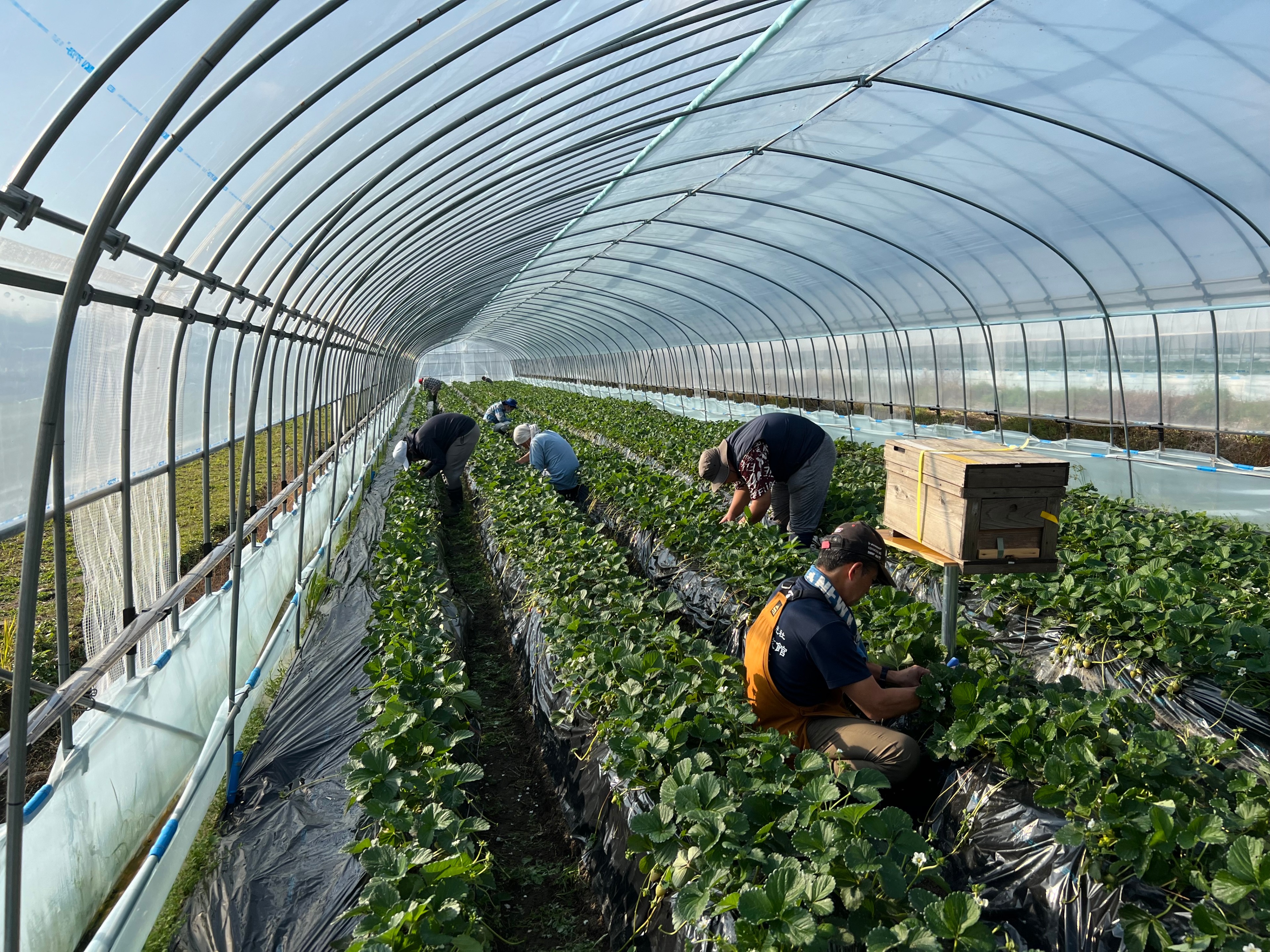 農園の除草作業を地域の就労支援事業所へ依頼
